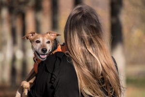 Asesoría en servicios legales laborales para entender la Reforma Laboral en Colombia (Ley 2466 de 2025) sobre el ingreso de animales de compañía, asistencia y apoyo emocional en las empresas.